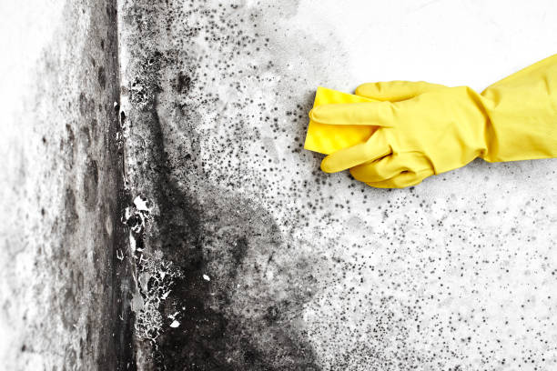 Best Local Mold Removal Service  in West Glens Falls, NY