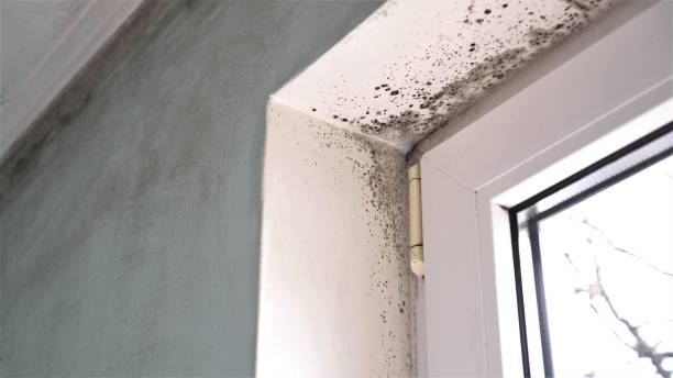 Best Residential Mold Removal  in West Glens Falls, NY