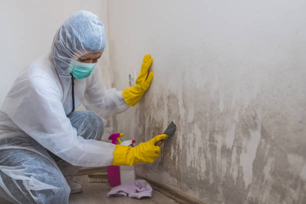 Best Mold Damage Repair  in West Glens Falls, NY