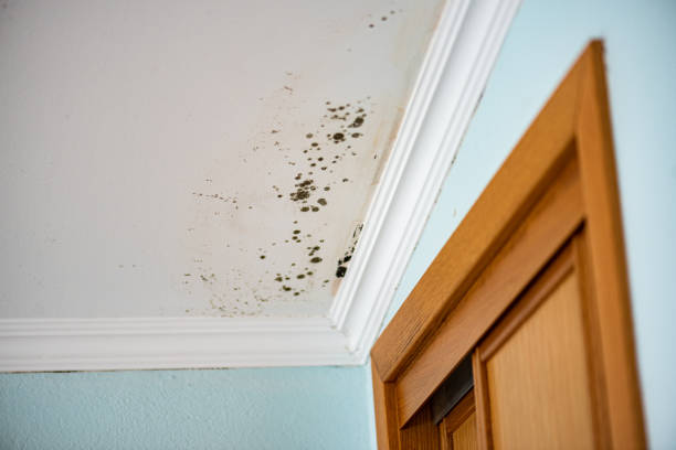 Best Black Mold Removal  in West Glens Falls, NY