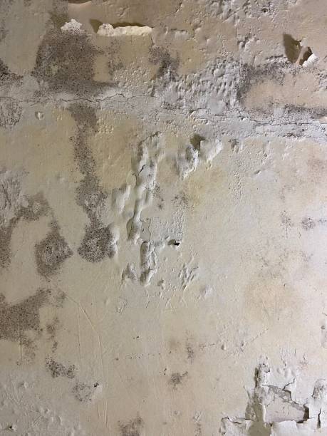 Certified Mold Removal in West Glens Falls, NY