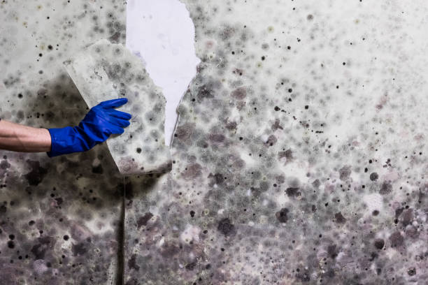 Best Attic Mold Removal  in West Glens Falls, NY
