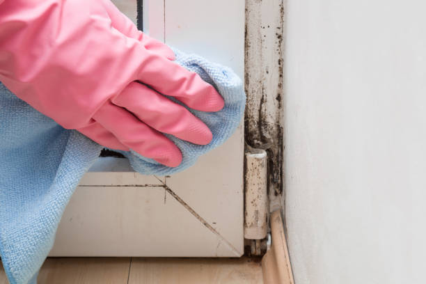 Best Crawl Space Mold Removal  in West Glens Falls, NY