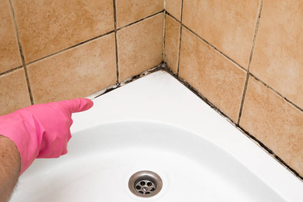 Best Mold Removal Near Me  in West Glens Falls, NY